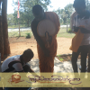 "ත්‍රිපිටකාභිවන්දනා" - රජරට ප්‍රජා කේන්ද්‍රය පදනම් කරගෙන පැවැත්වූ ආගමික වැඩසටහන [ 2019.03.19]